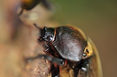 ポートレート・お姫様