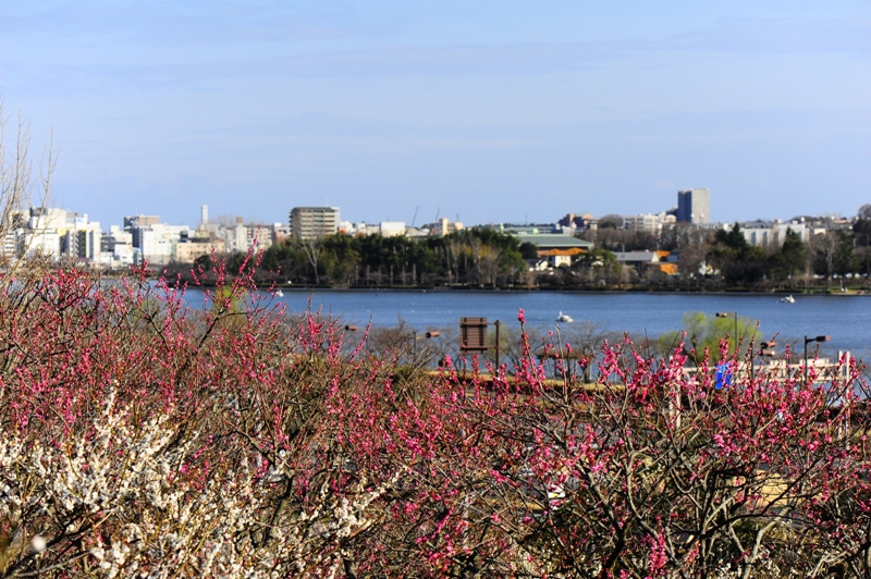 偕楽園から千波湖を望む