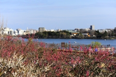 偕楽園から千波湖を望む