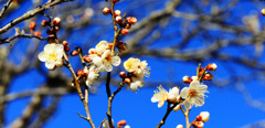 梅の花1