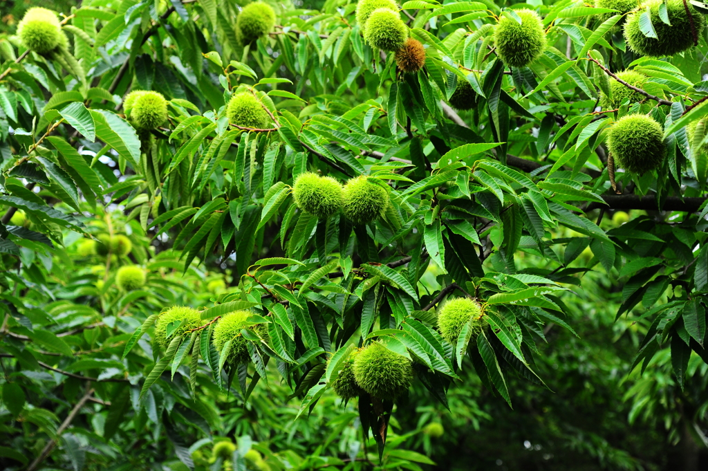 順調に育ってる