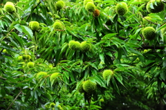 順調に育ってる