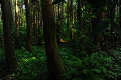 昼でも薄暗く２