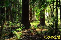 森の中へ７