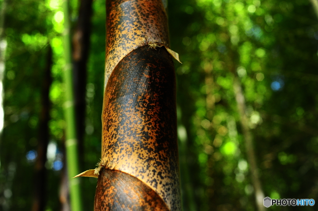 春の陽気に誘われて13
