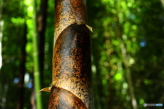 春の陽気に誘われて13