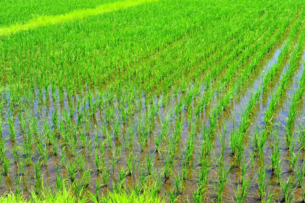 初夏の爽やかな風に誘われて