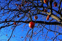 絶品の熟柿・・だとおもいます！