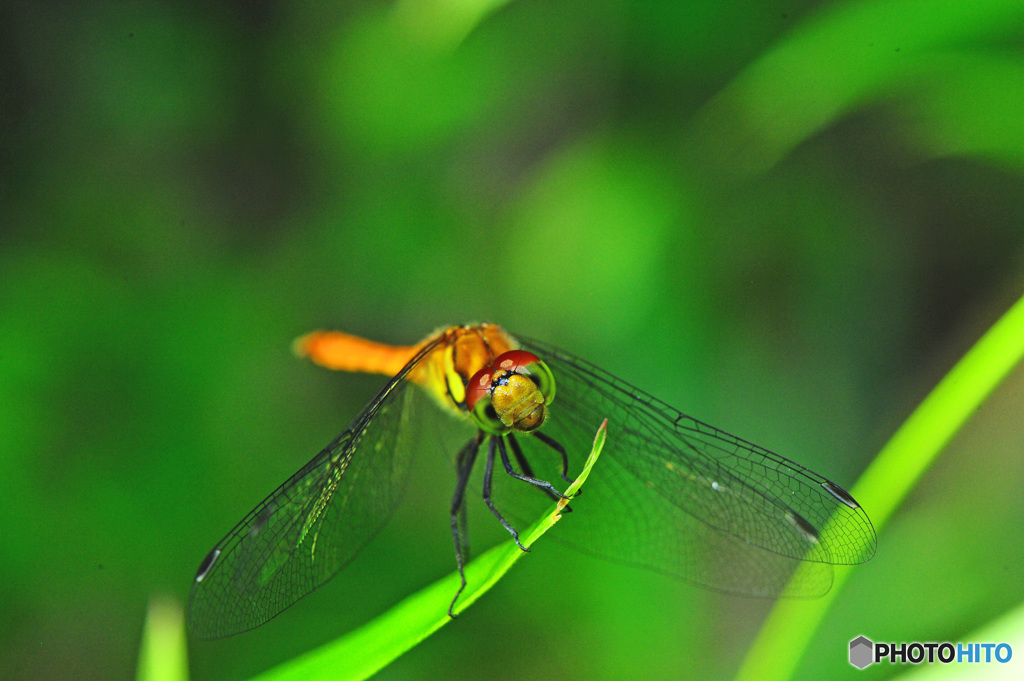 フィールドクラブ18