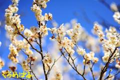 穏やかな春の日２