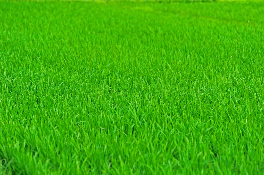 ライスフィールド