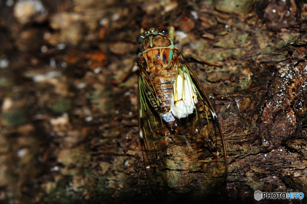 フォレストクラブ10