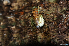 フォレストクラブ10