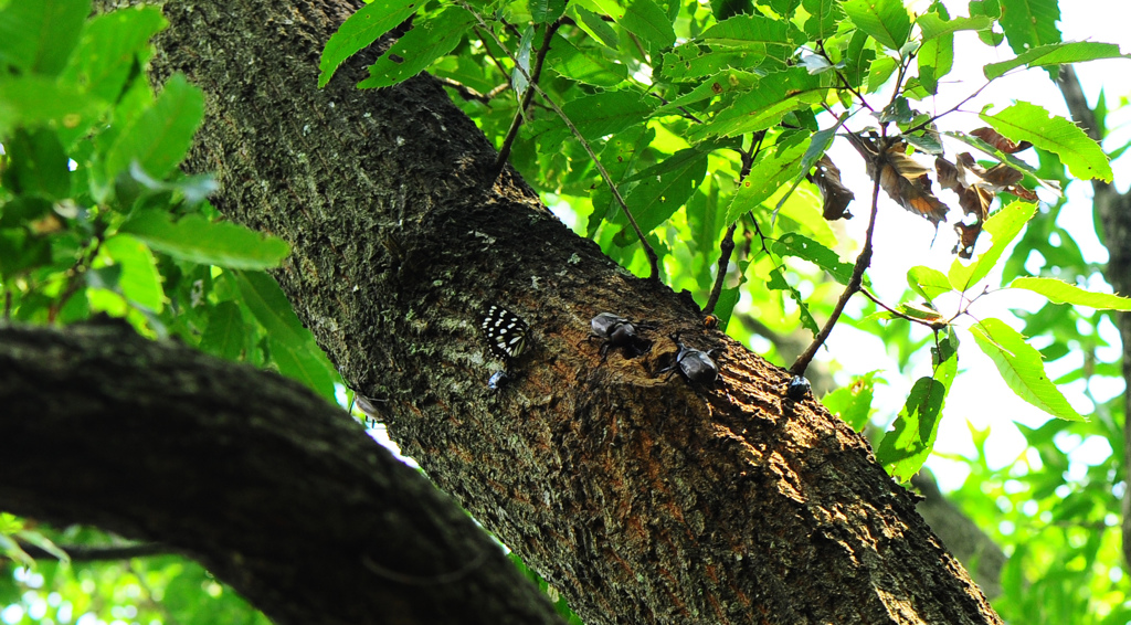 カブトムシ達のお食事-1