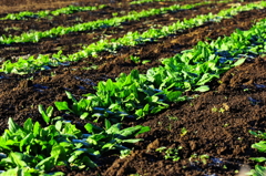 野菜中心の生活