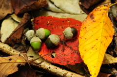 ドングリの季節がやってきた