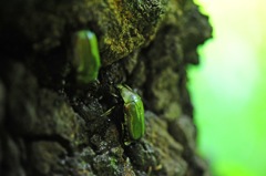 カナブン食事中２