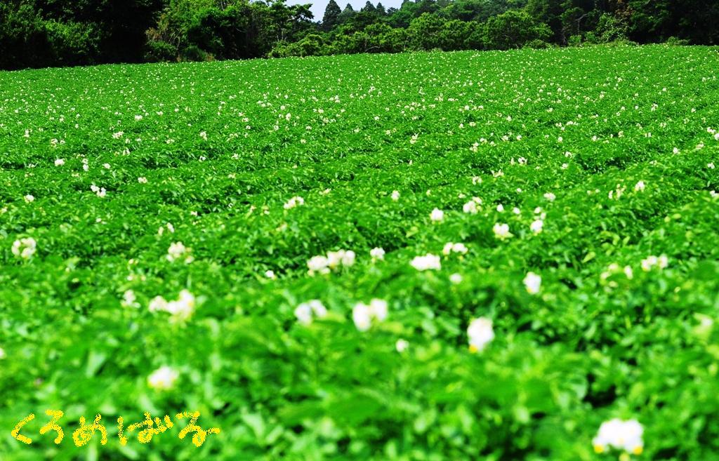 おいしいポテトになるでしょう！