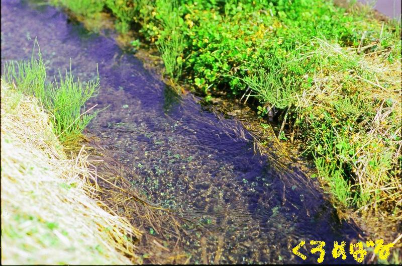 畔にも春の訪れ