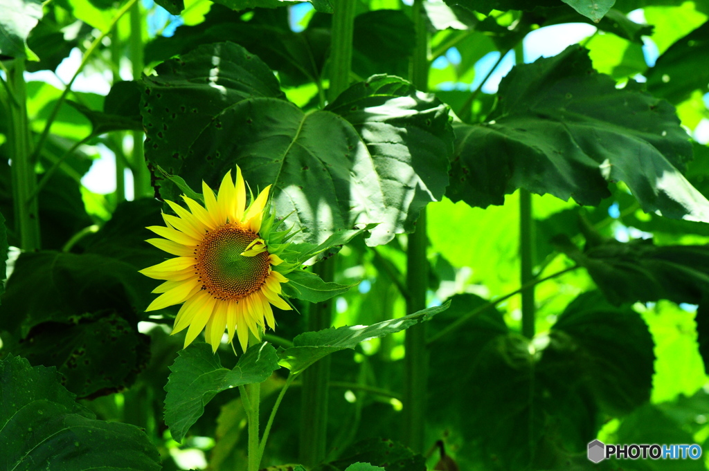 フィールドクラブ23