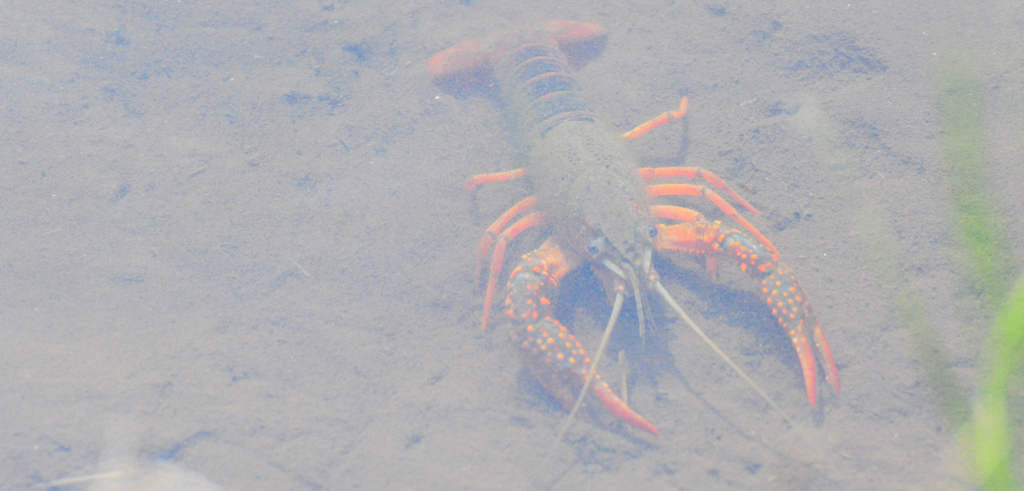 アメリカザリガニも暑いのか