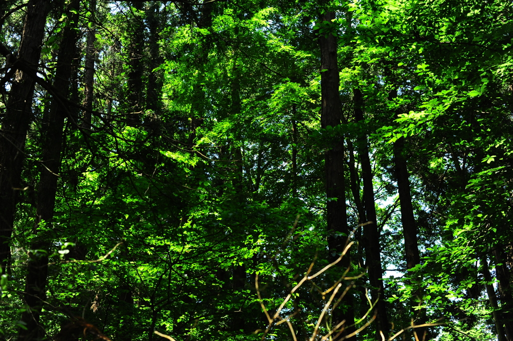 森もそろそろ梅雨季