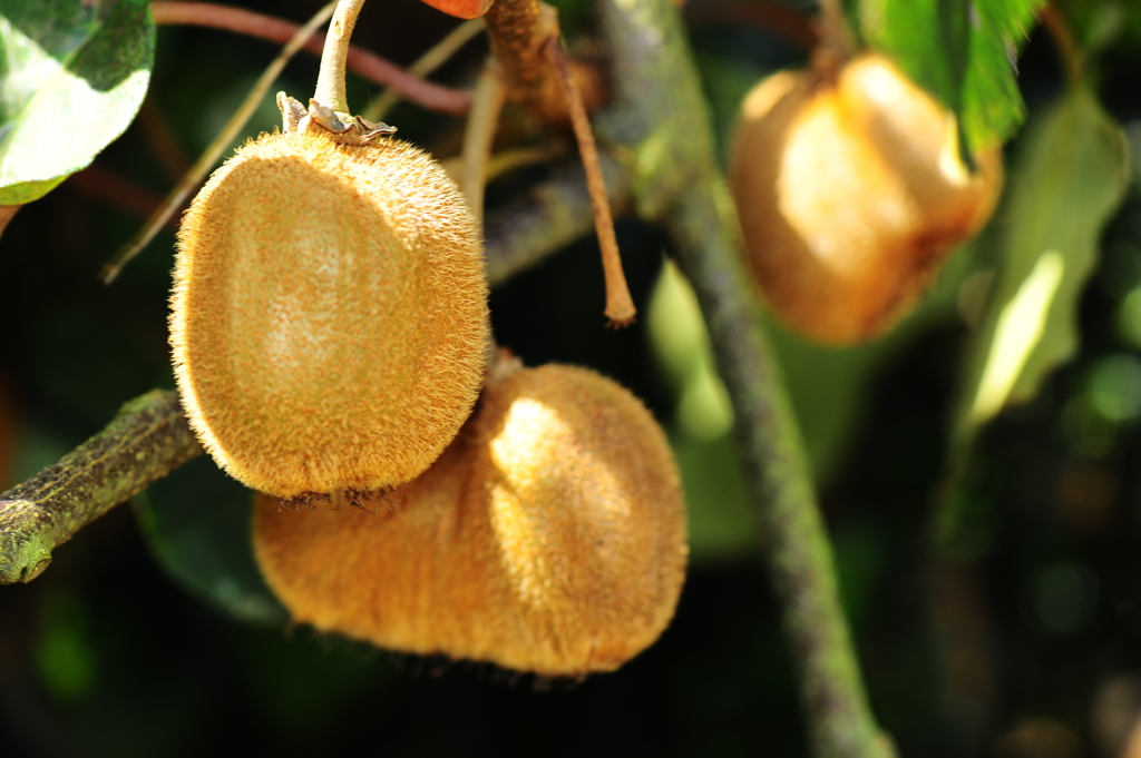 キウイフルーツ