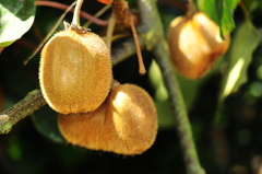 キウイフルーツ