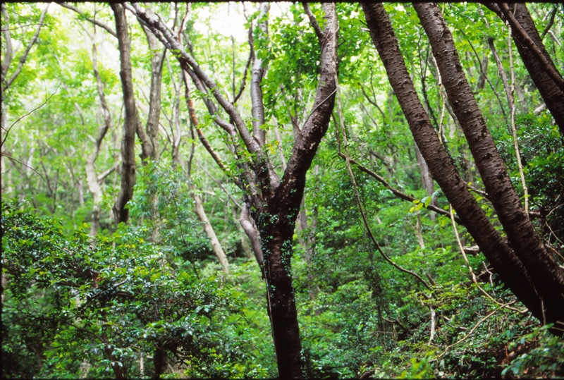 みどりが美しい