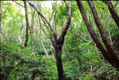 みどりが美しい