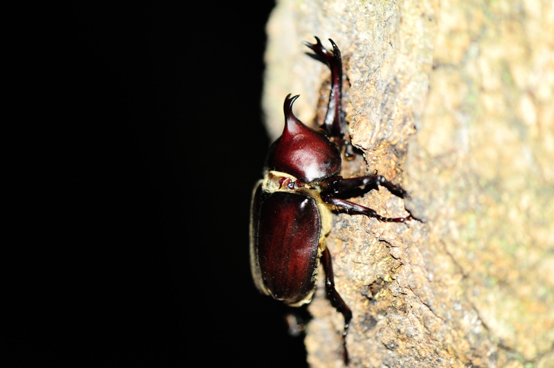 カブトムシ食事中
