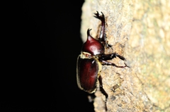 カブトムシ食事中