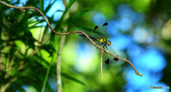 フィールドクラブ21