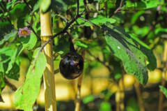 秋茄子・これがまた美味しい！