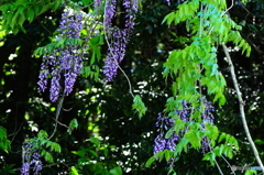 春の陽気に誘われて１０