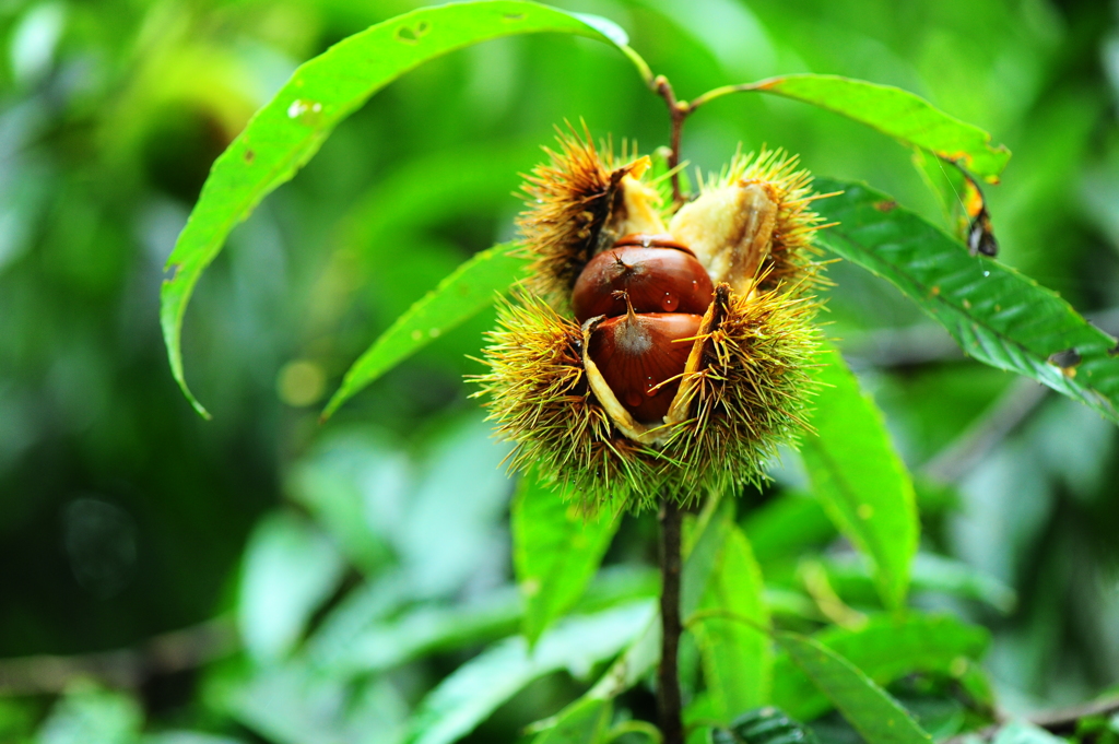 雨上がりの栗林２