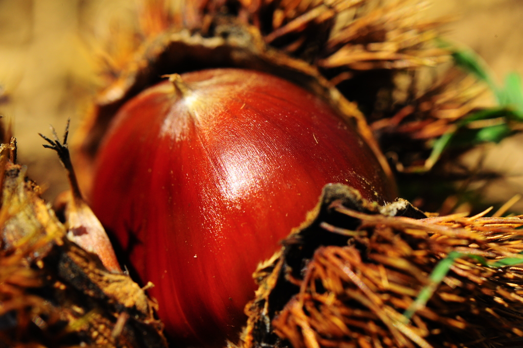 ぷっくり 丸々と＠＠