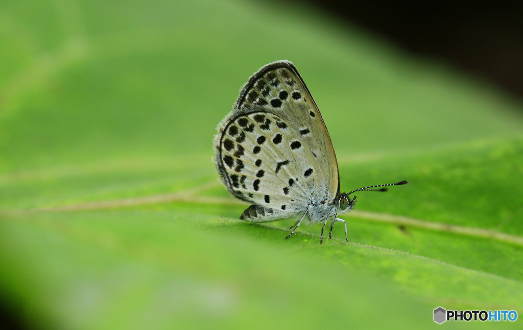 フィールドクラブ188