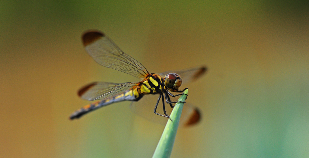 凛々しく涼やかに