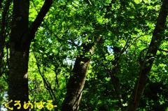 やわらかな光で