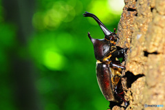 クヌギクラブ32