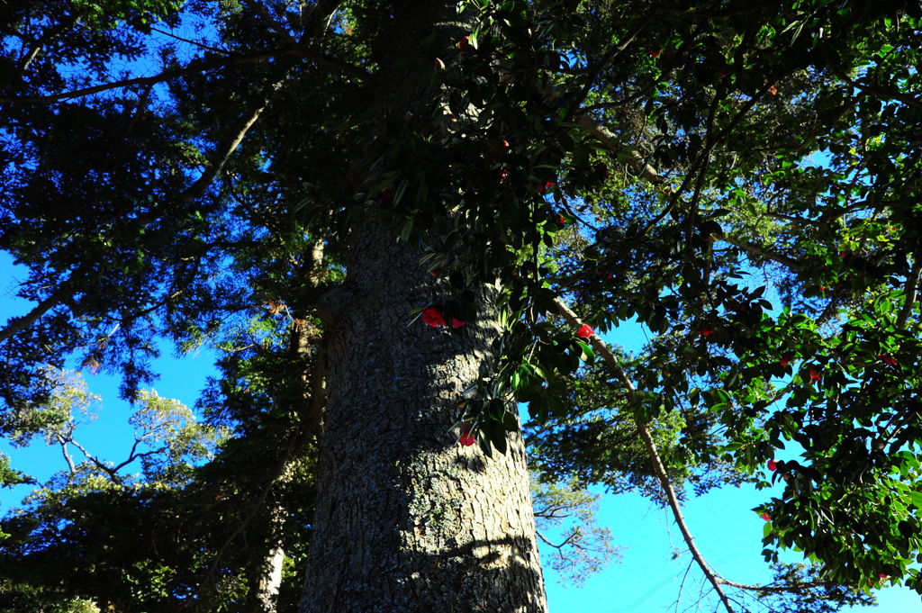 大木と椿と