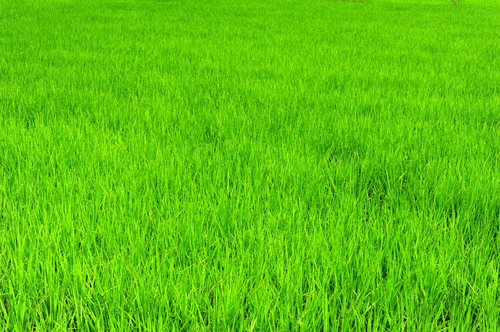 ふわふわの緑の絨毯