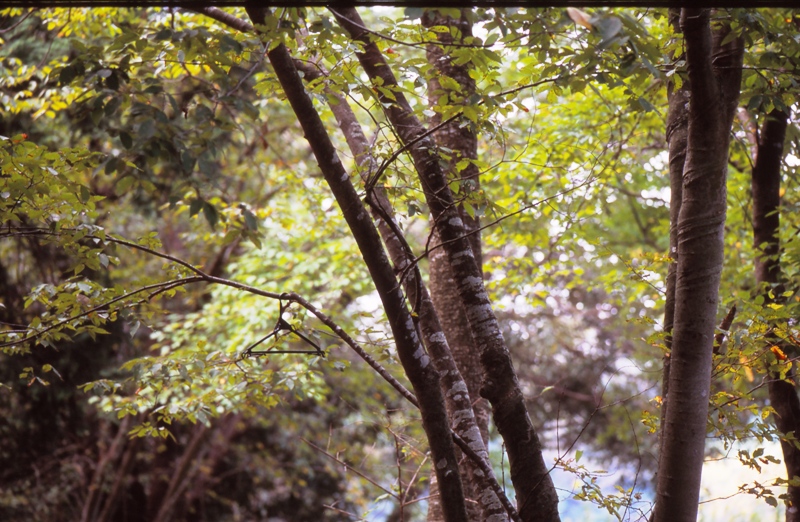 静かな森の中１
