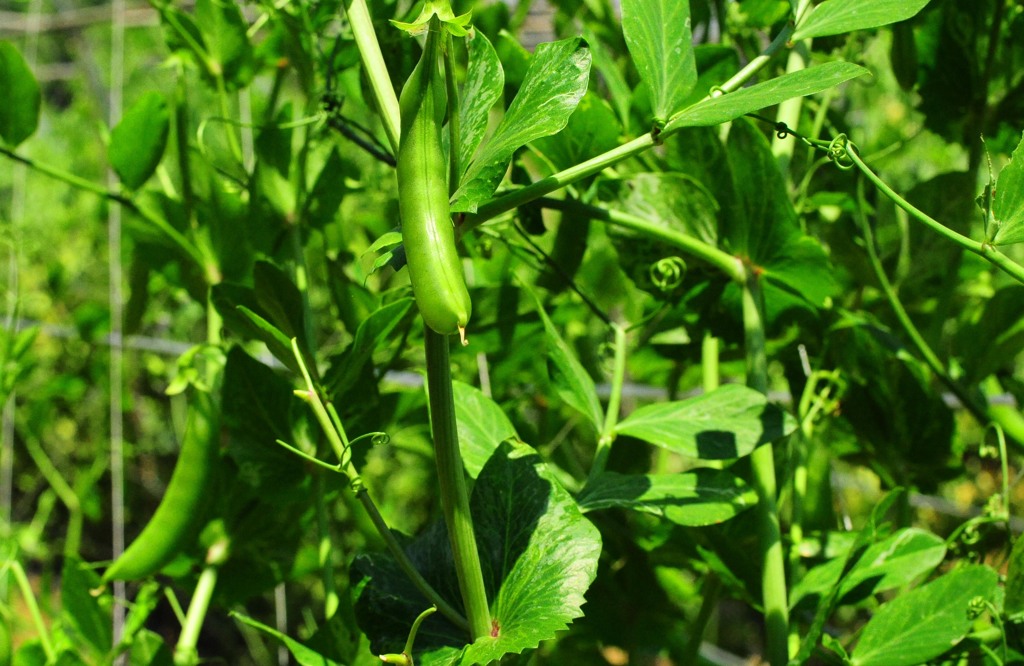 農作物もすくすく