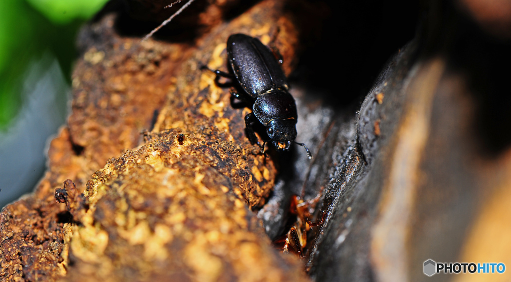 コクワガタの姫様