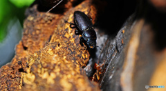 コクワガタの姫様