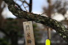 烈公梅ももうすぐ