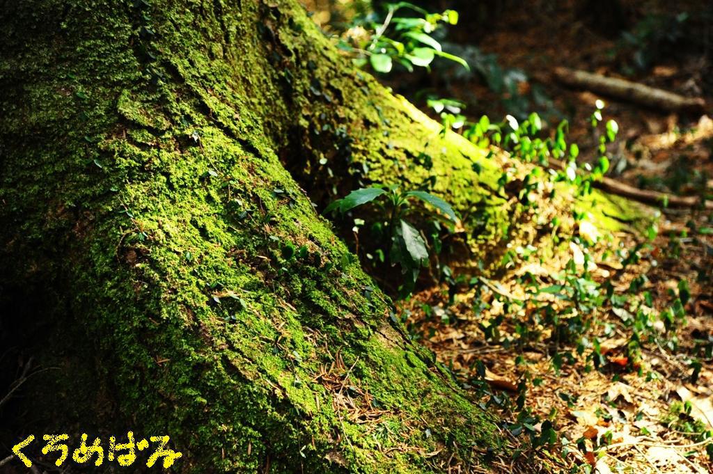 苔も優しく迎えてくれる