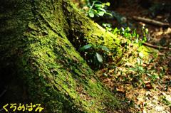 苔も優しく迎えてくれる